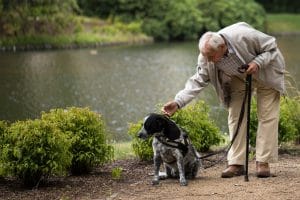 The Dangers Seniors Face While Walking Their Dogs